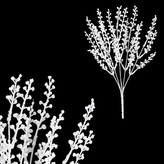 Vřes, barva bílá glitrovaná.