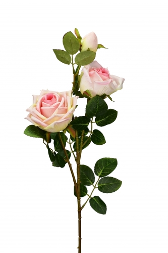 Růže růžová 71 cm