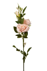 Růže lososová 95 cm