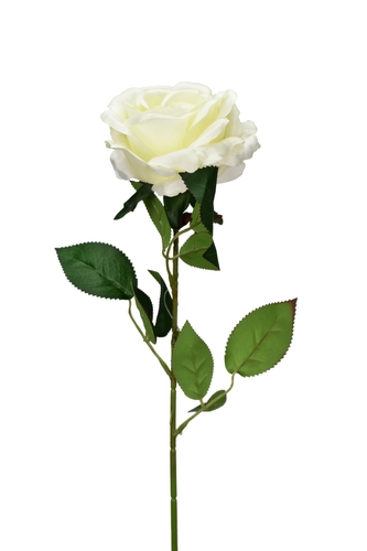 Růže velkokvětá bílá 66 cm