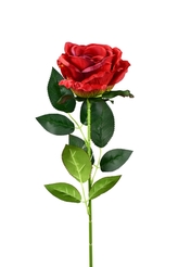 Růže velkokvětá bordó 66 cm