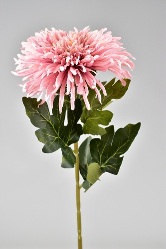 Chryzantéma hvězdicovitá lila 71 cm