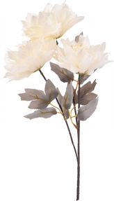 Magnolie bílá 62 cm