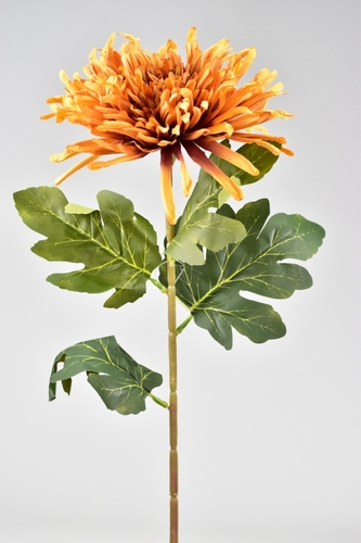 Chryzantéma hvězdicovitá tmavě oranžová 71 cm