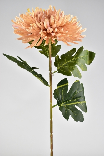 Chryzantéma hvězdicovitá starorůžová 70 cm