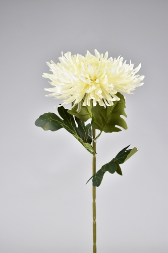 Chryzantéma hvězdicovitá bílá 70 cm