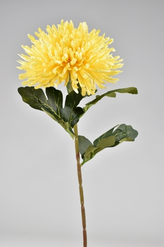 Chryzantéma hvězdicovitá žlutá 70 cm