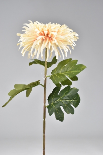 Chryzantéma hvězdicovitá meruňková 71 cm