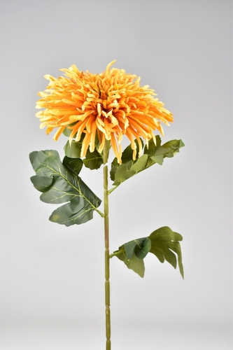 Chryzantéma hvězdicovitá oranžová 71 cm