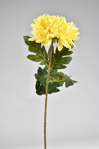 Chryzantéma žlutá 75 cm