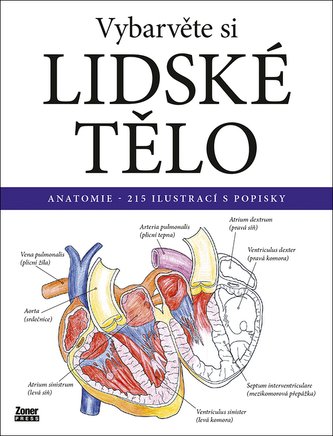 Vybarvěte si LIDSKÉ TĚLO