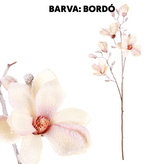 Magnólie, barva bordó.