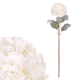 Hortenzie, krémová barva.