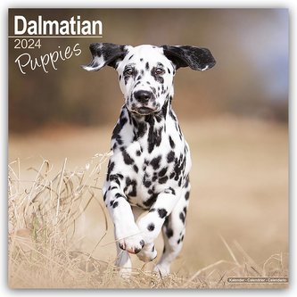 Dalmatian Puppies - Dalmatiner Welpen 2024 - 16-Monatskalender