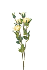 Růže žlutá 65 cm