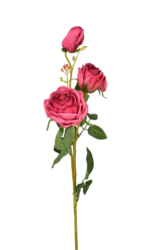 Růže růžová 70 cm