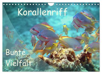 Bunte Vielfalt im Korallenriff (Wandkalender 2024 DIN A4 quer), CALVENDO Monatskalender