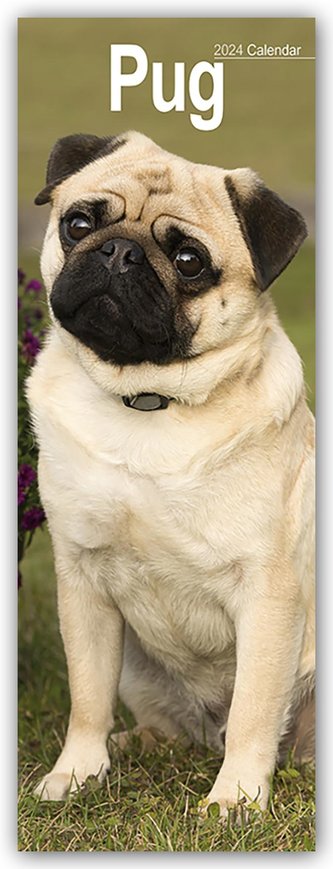 Pugs - Möpse 2024