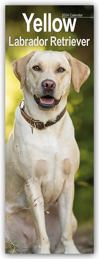 Yellow Labrador Retriever - Gelbe Labradore 2024