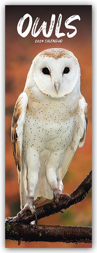 Owls - Eulen 2024