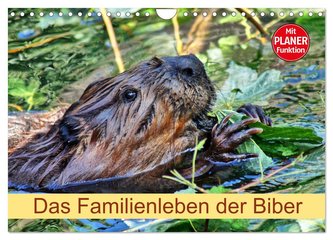 Das Familienleben der Biber (Wandkalender 2024 DIN A4 quer), CALVENDO Monatskalender