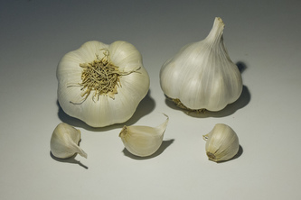 Česnek sadb. - Sabagold nepaličák bílý (50-60 mm) 4 palice /cena bez slev/