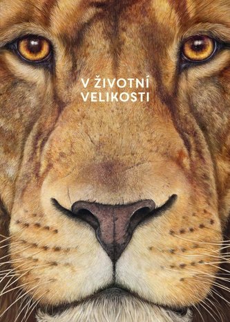 Africká zvířata: V životní velikosti