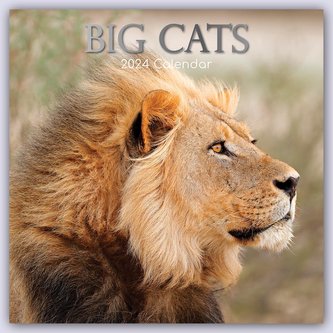 Big Cats - Raubkatzen - Löwen Tiger Geparden Leoparden 2024 - 16-Monatskalender