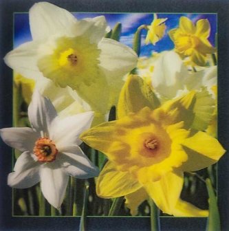 Pocztówka 3D - Narcyz