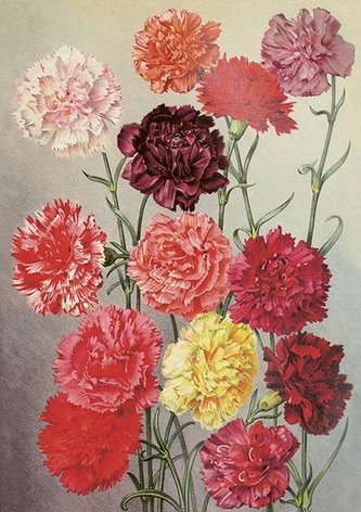 Karnet ST455 B6 + koperta Goździki