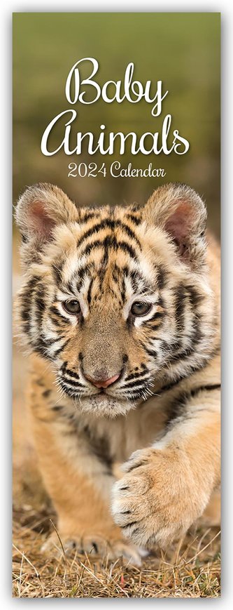 Baby Animals - Tierkinder - Slimline-Kalender 2024