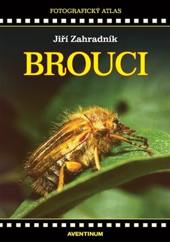 Encyklopedie Brouci (brouků jsou, hrudi zadečku, reprodukční orgány) Encyklopedie Brouci