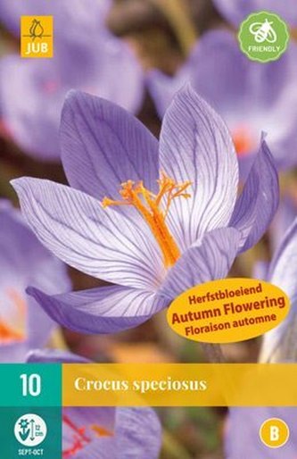 Karta - Krokus - Crocus Speciosus (10 cibule) "B"