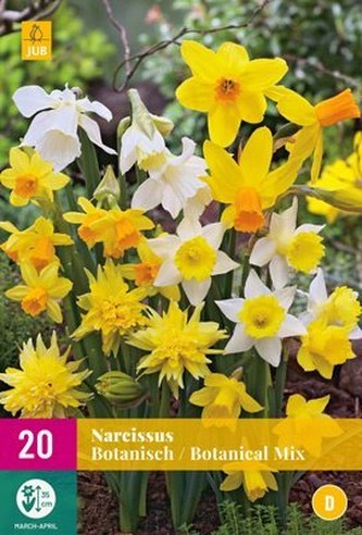 Karta XXL - Narcis - Botanical Mix ( 20 cibulí ) "D" Karta XXL - Narcis - Botanical Mix ( 20 cibulí ) "D"