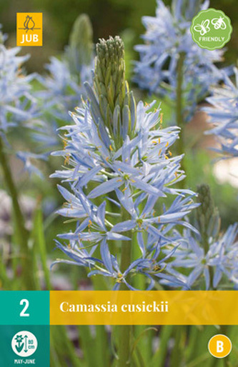 Karta - Ladoník - Camassia Cusickii (2 cibule) "B"