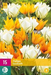 Karta XXL - Tulipán - Sunbath (15 cibulí) "D"
