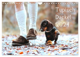 Typisch Dackel 2024 (Wandkalender 2024 DIN A4 quer), CALVENDO Monatskalender