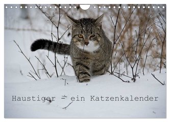 Haustiger - Ein Katzenkalender (Wandkalender 2024 DIN A4 quer), CALVENDO Monatskalender