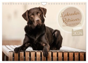 Labrador Retriever - Vielfalt auf Vier Pfoten (Wandkalender 2024 DIN A4 quer), CALVENDO Monatskalender