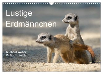 Lustige Erdmännchen (Wandkalender 2024 DIN A3 quer), CALVENDO Monatskalender