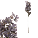 Hortenzie, barva modrá.