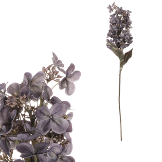 Hortenzie, barva modrá.