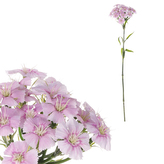 Hvozdík, sv.fialová barva.