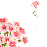 Hvozdík, lososová barva.