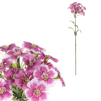 Hvozdík, tm.fialová barva.