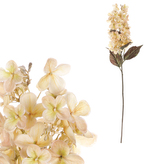 Hortenzie, barva krémová.