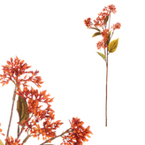 Rozchodník, oranžová barva.