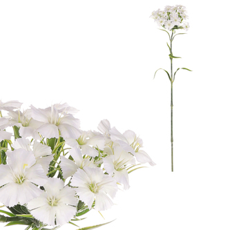 Hvozdík, bílá barva.