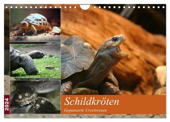Schildkröten - Gepanzerte Urzeitwesen (Wandkalender 2024 DIN A4 quer), CALVENDO Monatskalender