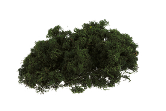 Severský mech 300g tmavě zelený